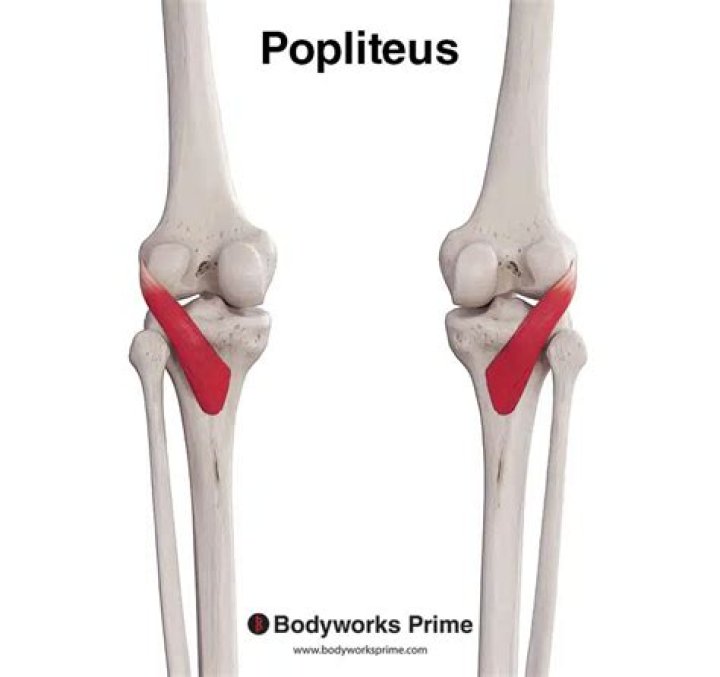 How do you assess popliteus?