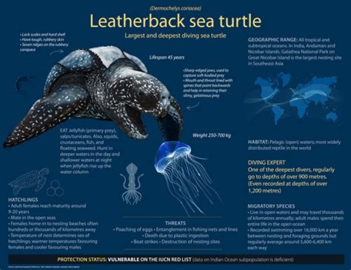 What are the leatherback turtles predators?