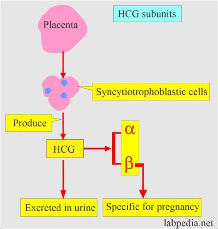 What does hormone cause hCG?