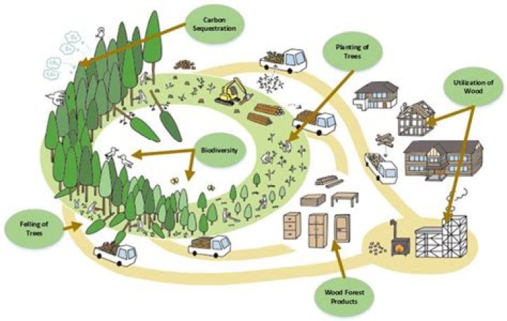 What is ecosystem based forest management?
